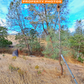 Amazing 1.26 Acres of Land for Sale in Tehama County