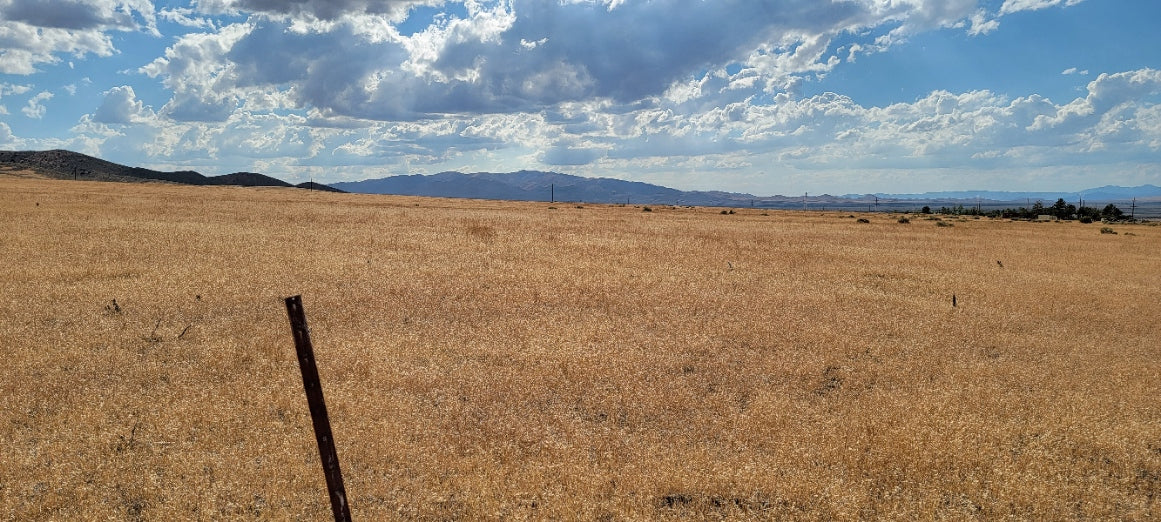 A 10 Acre Lot for Sale in Nevada!