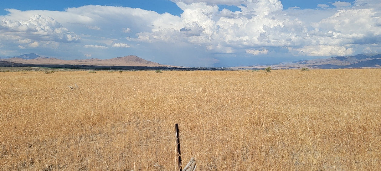A 10 Acre Lot for Sale in Nevada!