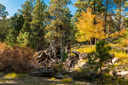 ¡Increíble terreno baldío de 1,19 acres en venta en Durango, Colorado!
