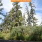 1.3 Acres of Vacant Residential Land for Sale in Long Beach, Washington!