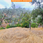 4.09 Acres Land For Sale in Tehama County