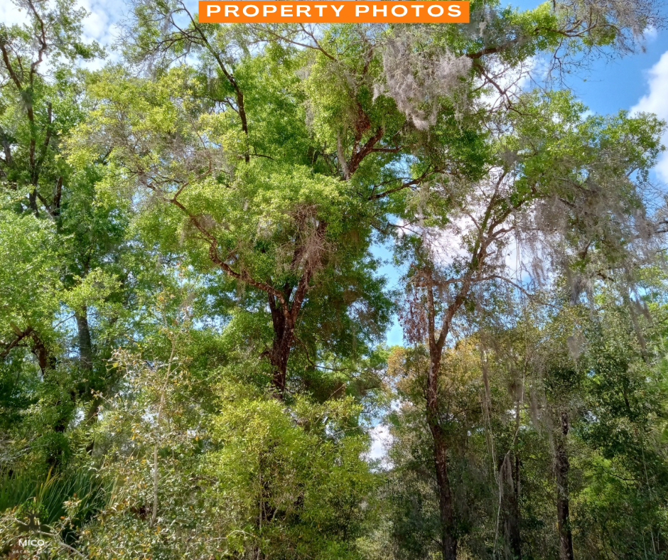 0.64 Acres in Pomona Park, FL!