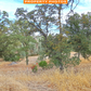 Amazing 1.26 Acres of Land for Sale in Tehama County