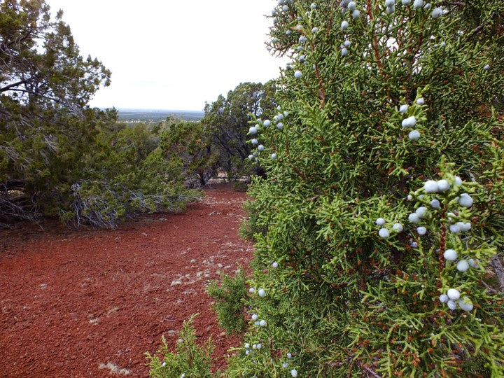 1 Acre Lot Available in Coconino County, Arizona!