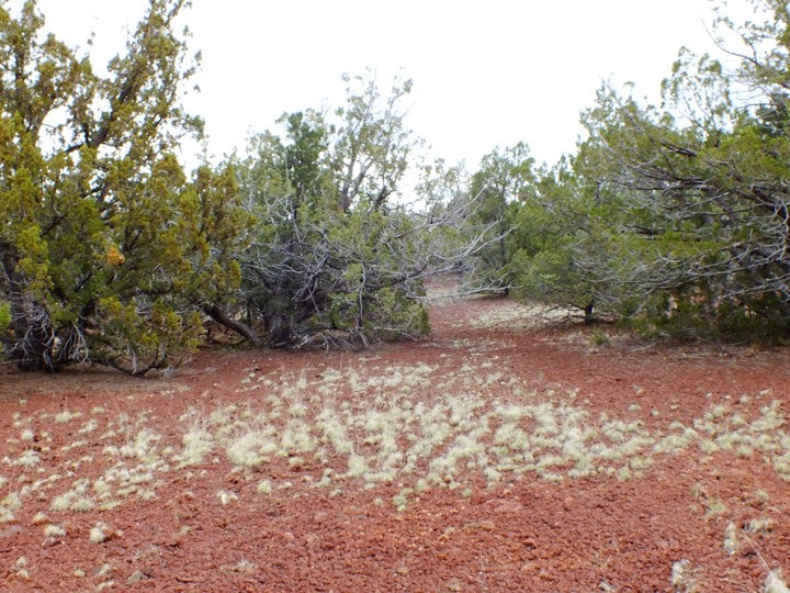 1 Acre Lot Available in Coconino County, Arizona!