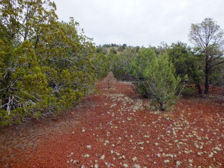 1 Acre Lot Available in Coconino County, Arizona!