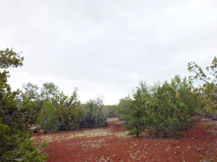 1 Acre Lot Available in Coconino County, Arizona!