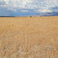 A 10 Acre Lot for Sale in Nevada!