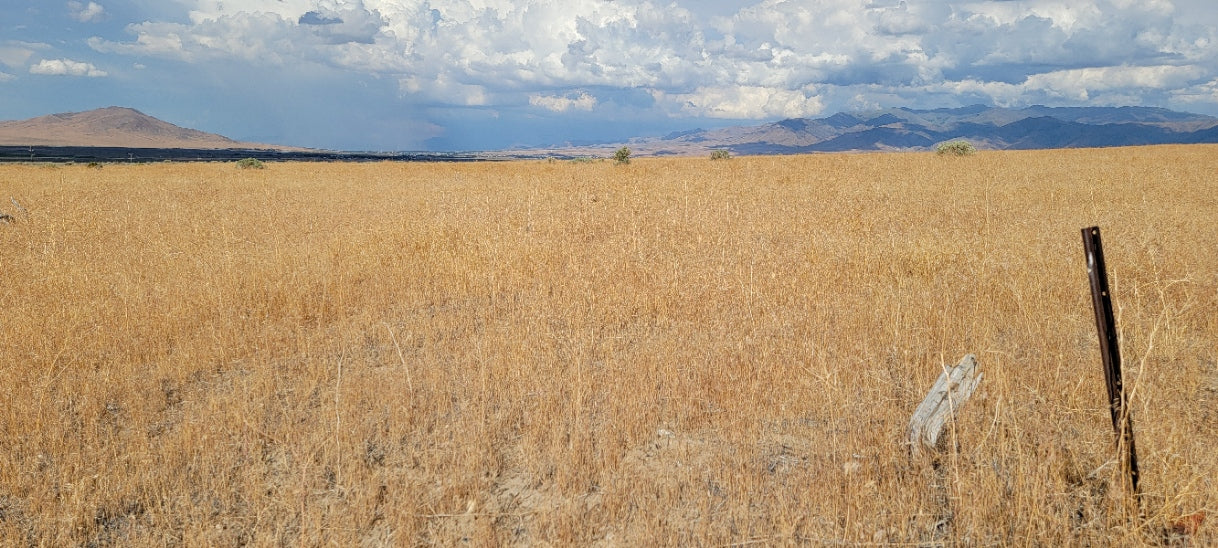 A 10 Acre Lot for Sale in Nevada!