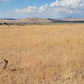 A 10 Acre Lot for Sale in Nevada!