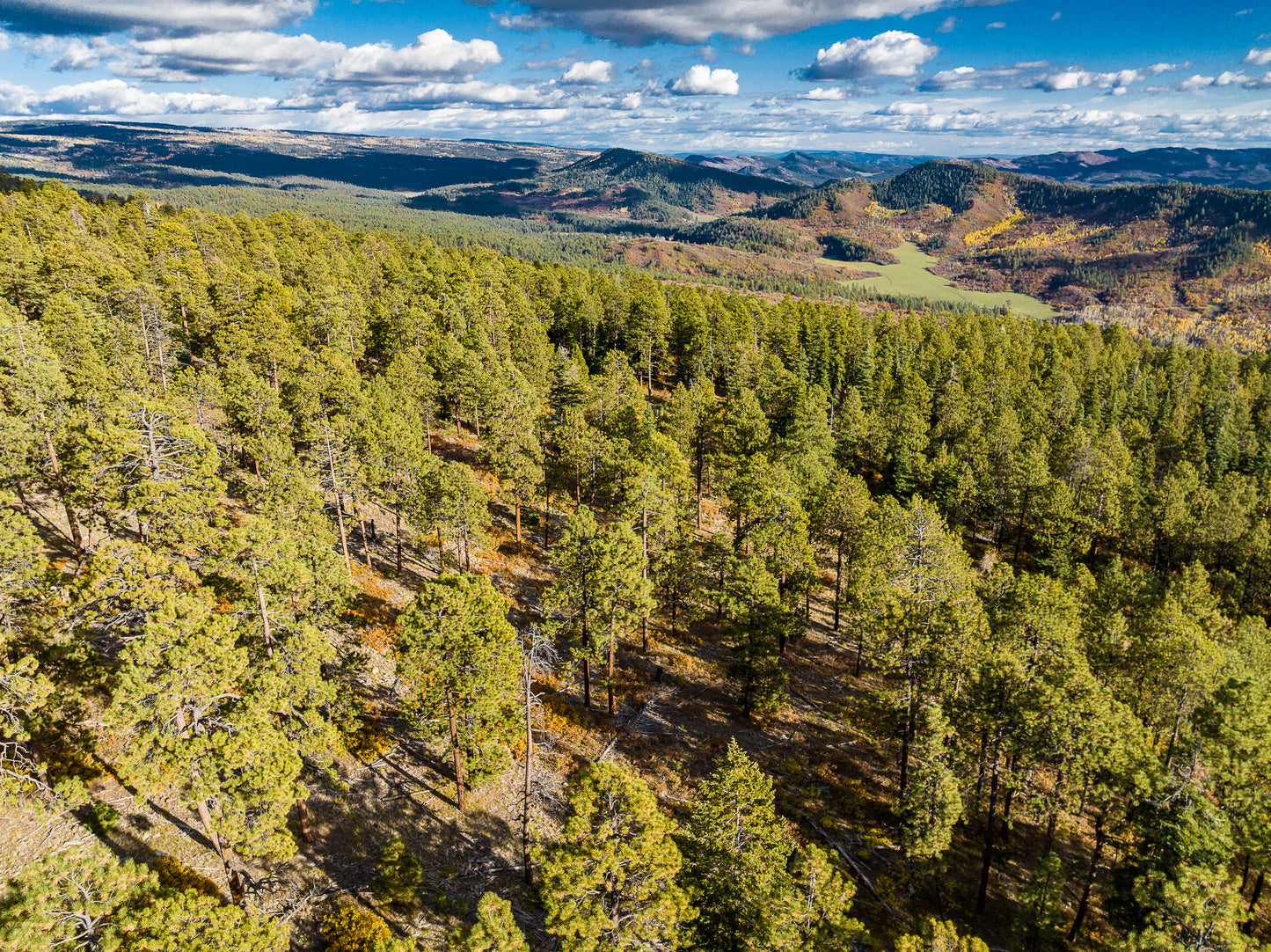 Beautiful Wooded 1 Acre Vacant Land for Sale in Durango, Colorado!