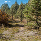 ¡Hermoso terreno baldío arbolado de 1 acre en venta en Durango, Colorado! 
