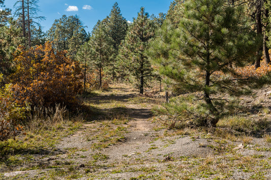 Beautiful Wooded 1 Acre Vacant Land for Sale in Durango, Colorado!