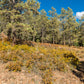 ¡Hermoso terreno baldío arbolado de 1 acre en venta en Durango, Colorado! 