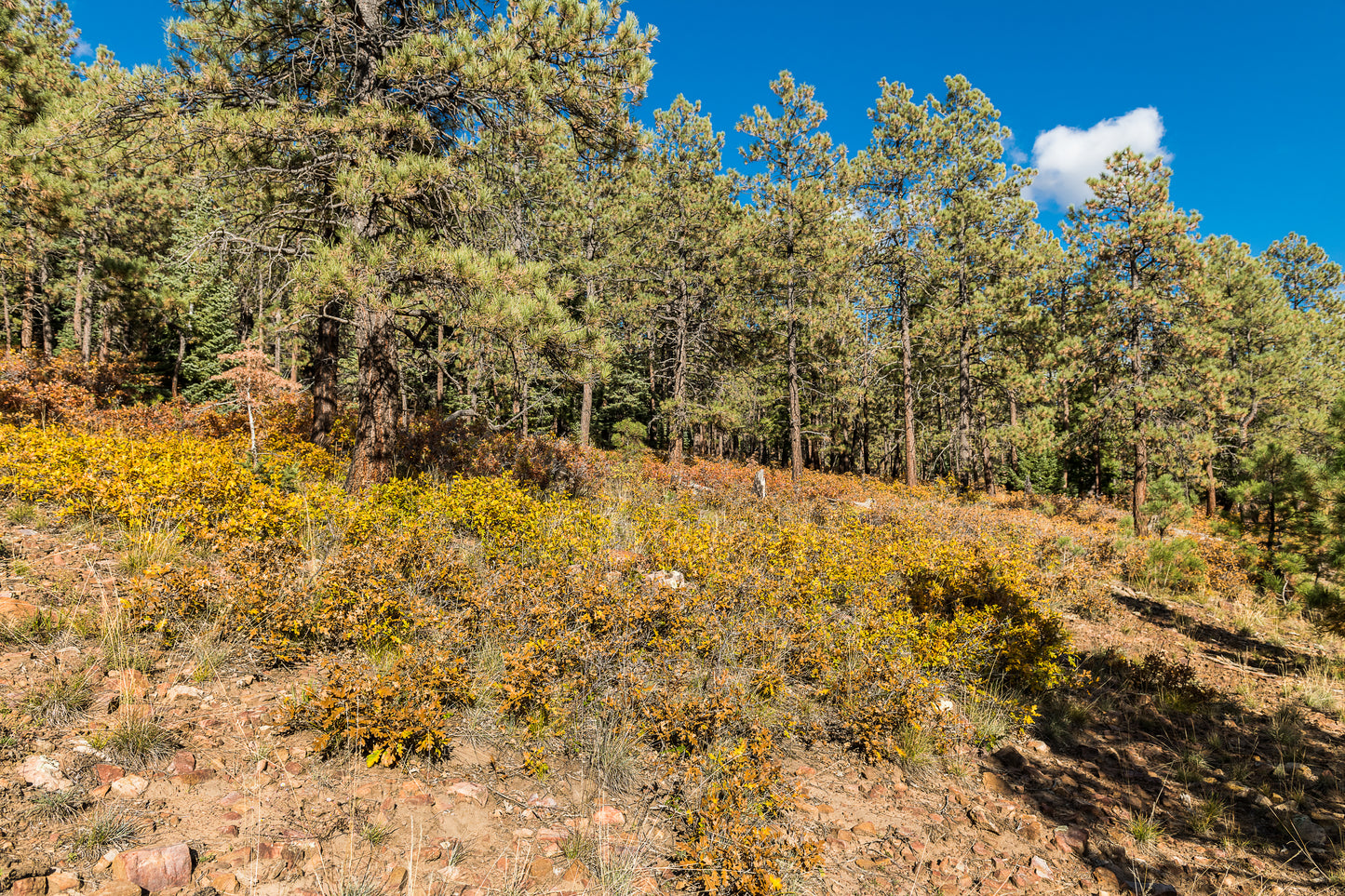 Beautiful Wooded 1 Acre Vacant Land for Sale in Durango, Colorado!