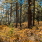 ¡Hermoso terreno baldío arbolado de 1 acre en venta en Durango, Colorado! 
