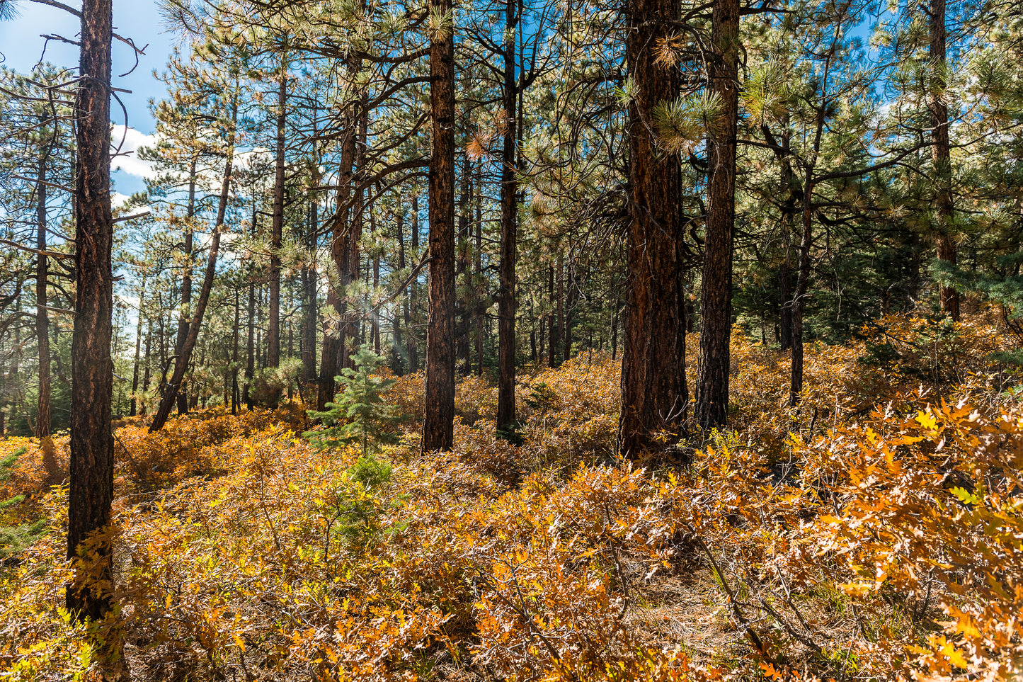 Beautiful Wooded 1 Acre Vacant Land for Sale in Durango, Colorado!