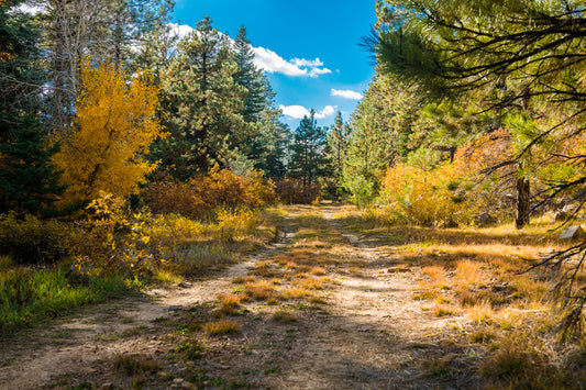 Beautiful Wooded 1 Acre Vacant Land for Sale in Durango, Colorado!