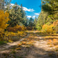 Amazing 1.19 Acre Vacant Land for Sale in Durango, Colorado!