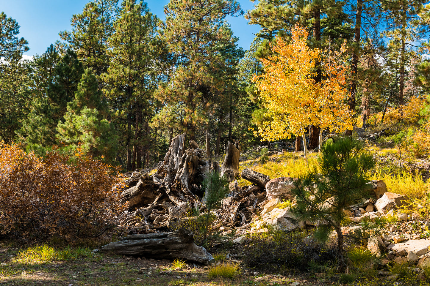 ¡Increíble terreno baldío de 1,19 acres en venta en Durango, Colorado! 