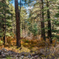 Amazing 1.19 Acre Vacant Land for Sale in Durango, Colorado!